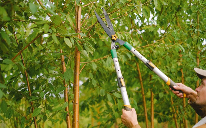 Tree trimming in Kendall, WI